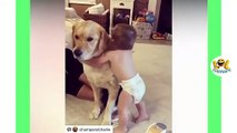 Funny Babies Laughing Hysterically at Dogs Compilation  dogs and babies laughing