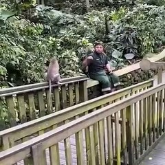 Un hombre intimida a un mono con un falso tirachinas