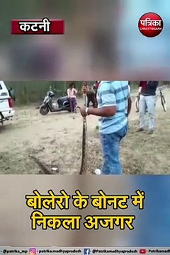 कटनी : बोलेरो के बोनट में निकला अजगर