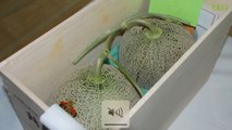 Environnement : le Yubari King, le melon japonais qui peut atteindre les milliers d'euros
