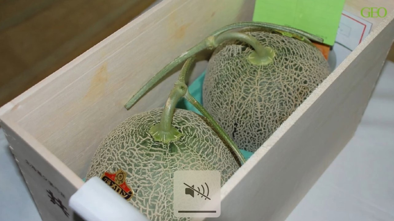 Environnement : le Yubari King, le melon japonais qui peut atteindre les milliers d'euros