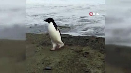 Antarktika'dan çıktı; 3000 kilometre yol yapan penguen Yeni Zelanda kıyılarında görüldü