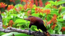 اجمل الطيور بالوانها الزاهية