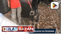 Iba't ibang breed ng aso, ibinida sa K-9 search and rescue recognition and call for volunteers program