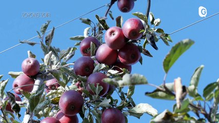 VOYONS VOIR - 11/11/21 - PRODUCTIONS FRUTIÈRES