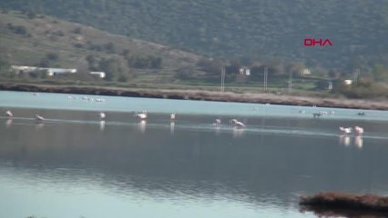 DOĞAL TABİAT PARKI'NA BİNLERCE FLAMİNGO GELDİ