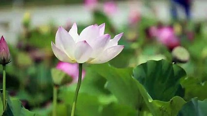 Lotus Dancing in The Wind