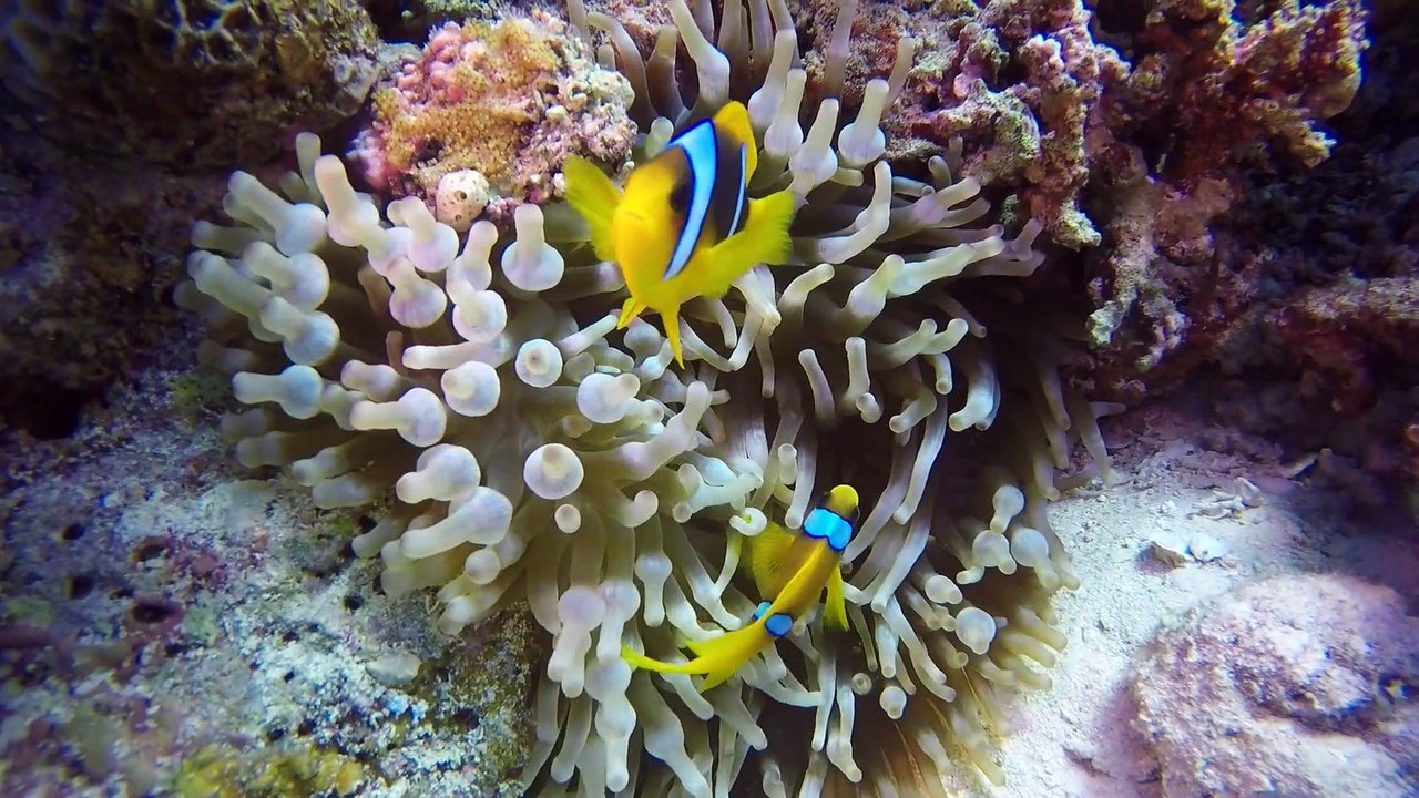Fish world in the water