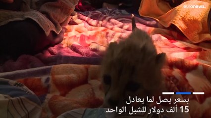 شاهد: إنقاذ أشبال فهود قبل أن تفترسها " أنياب الأثرياء"