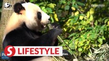 Why do pandas choose to eat bamboo?