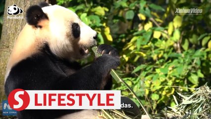 Why do pandas choose to eat bamboo?