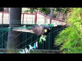 Cheeky Cockatoo Playing With Clothes Pegs