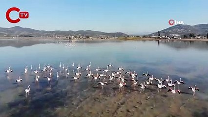 Flamingolar akın akın kışlık yuvalarına geliyor