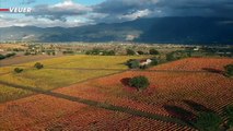Italian Vineyards Show Off Breathtaking Autumn Colors in Video Captured by a Drone
