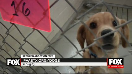 Pet adoption fees