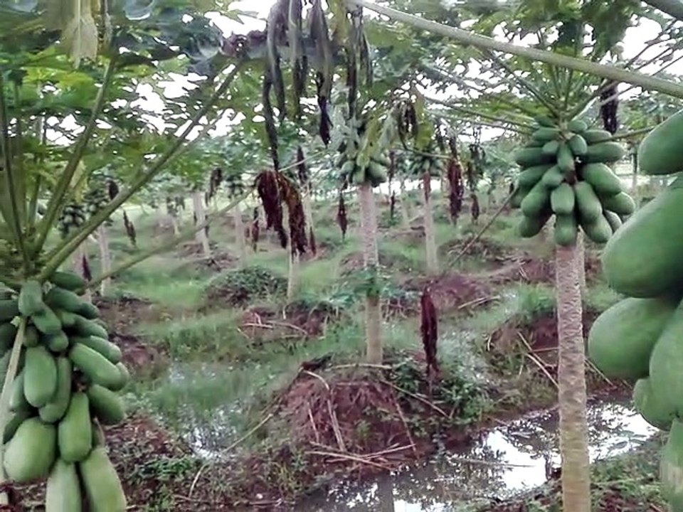 Kebon gedang seger