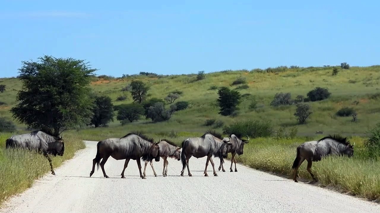 Blue Wildebeest Herd Crossing the Road