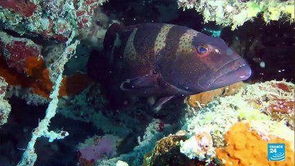 Mayotte : un plan d'action pour protéger le Dugong, espèce menacée