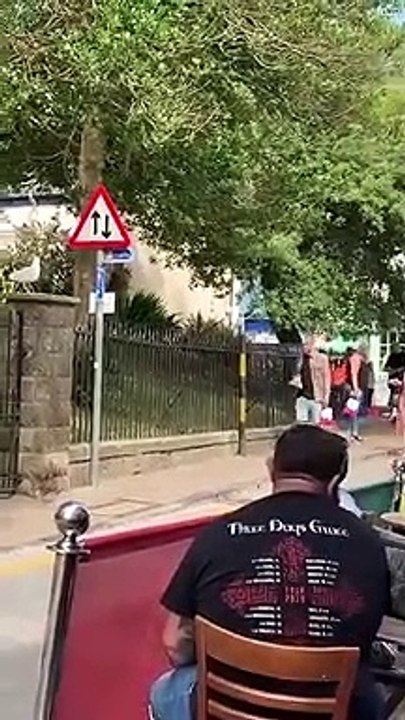 Esta gaviota es especialista en robar comida a los turistas