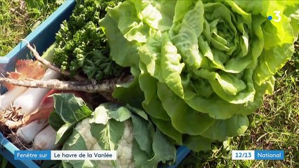 Manche : le havre de la Vanlée, une zone sauvage et un paradis pour les brebis