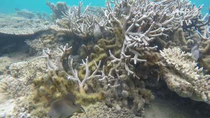 WWF mantiene importante plan de protección y conservación del Arrecife Mesoamericano