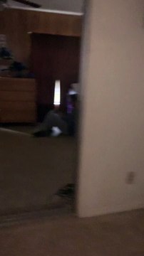 Roommate of Cat Trainer Has no Room Left on His Bed