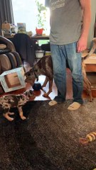 Catahoula Puppy Chews on Feet