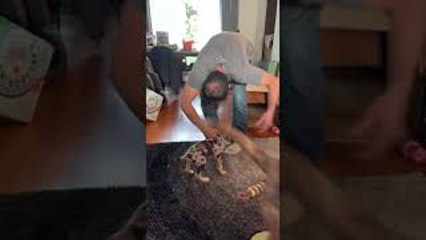 Catahoula Puppy Chews on Feet