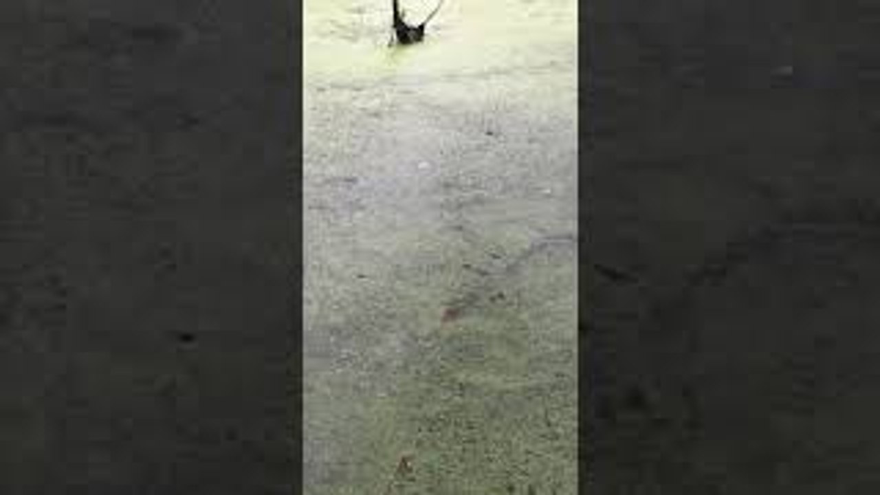Gator Chases Green Dot