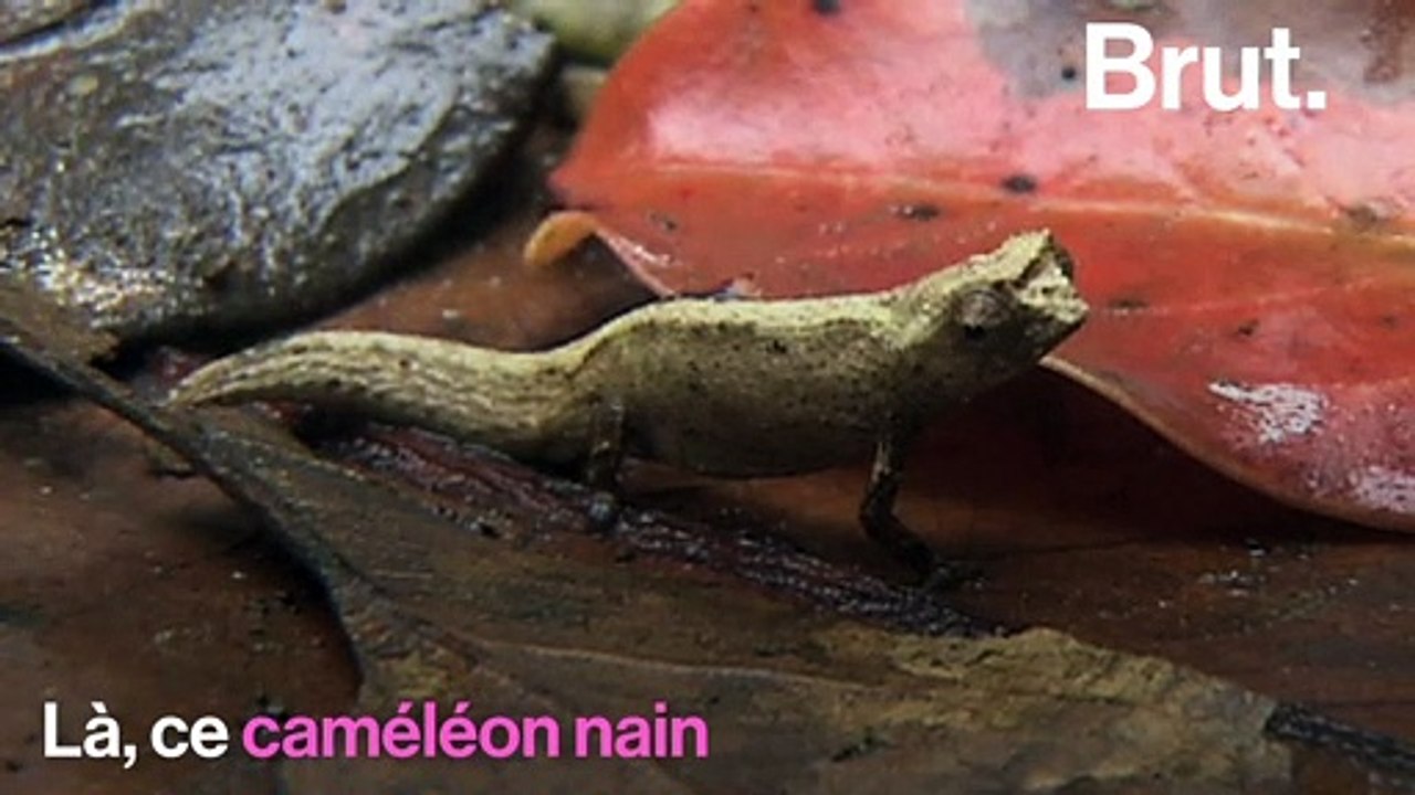 Le 2ème plus petit reptile au monde