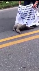 Un hombre ayuda a un perezoso a cruzar una carretera y el perezoso parece agradecérselo cuando es seguro