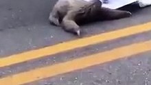Un hombre ayuda a un perezoso a cruzar una carretera y el perezoso parece agradecérselo cuando es seguro