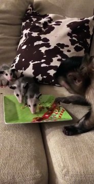 Had some visitors they are so sweet! Sharing is caring