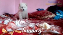 Snowey Nepali pet having Bun & Entertaining the People_ स्नोवेय _ Japanese Spitz_HD