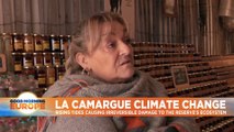 Camargue: Why is France's natural wildlife paradise threatened by climate change?