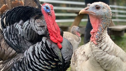 You Can Celebrate Thanksgiving by Becoming A 'Turkey Guardian' This Year