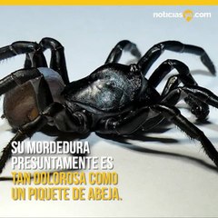 Descubren nueva especie de araña venenosa en Florida