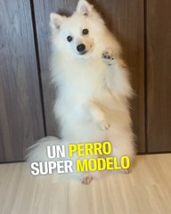 Este perrito además de ser guapo es inteligente: copia todas las poses que le pide