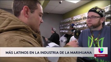 ¿Eres hispano y quieres trabajar en la industria de la marihuana?