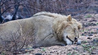 3 Male Lion seen close to Skukuza in Kruger National Park