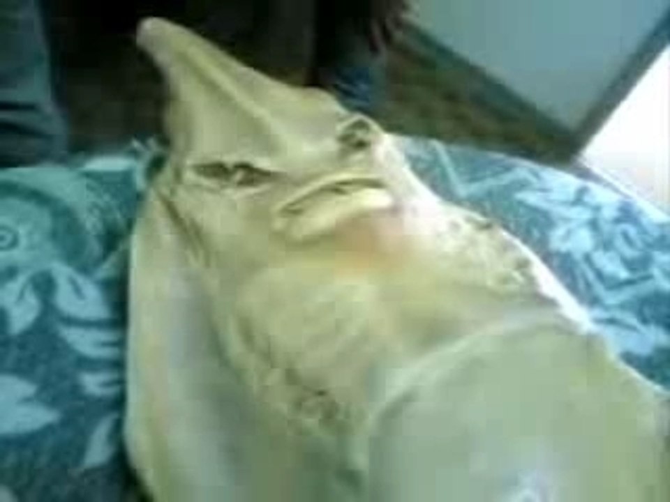 Russian Alien Fish