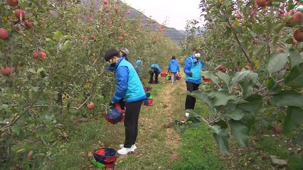 "일손 구하기 힘들어요"...수확철에 찾아온 반가운 손님 / YTN