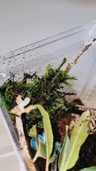 Bea the Jumping Spider Wants Some Attention from Mom