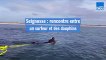 VIDEO - Landes : il surfe au milieu d'un banc de dauphin à Seignosse
