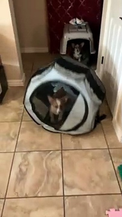 Playpen Can't Contain Cash the Corgi Puppy