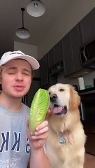 How to Trick a Dog to Eat Lettuce