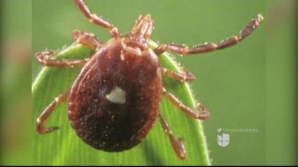 Alertan sobre Picaduras de Pulgas y Garrapatas.
