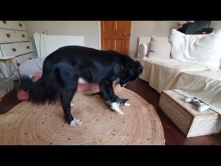 Border Collie Puts Up With Playful Kitten