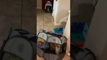 Playpen Can't Contain Cash the Corgi Puppy