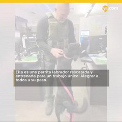 Departamento del alguacil utiliza un K-9 como perro de terapia para su personal